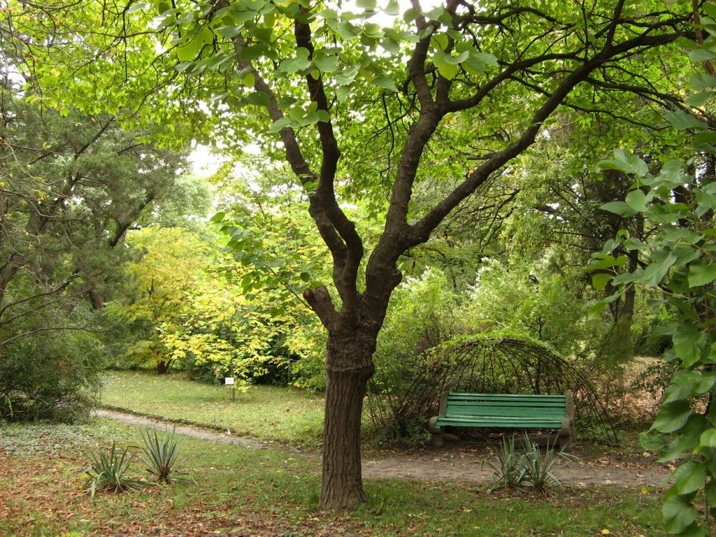 Вид на скамейку с "зонтиком" - Одесский Ботанический сад осенью