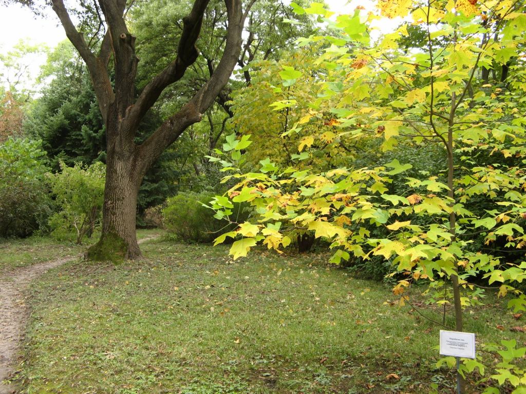 Фото 18 - Одесский Ботанический сад осенью