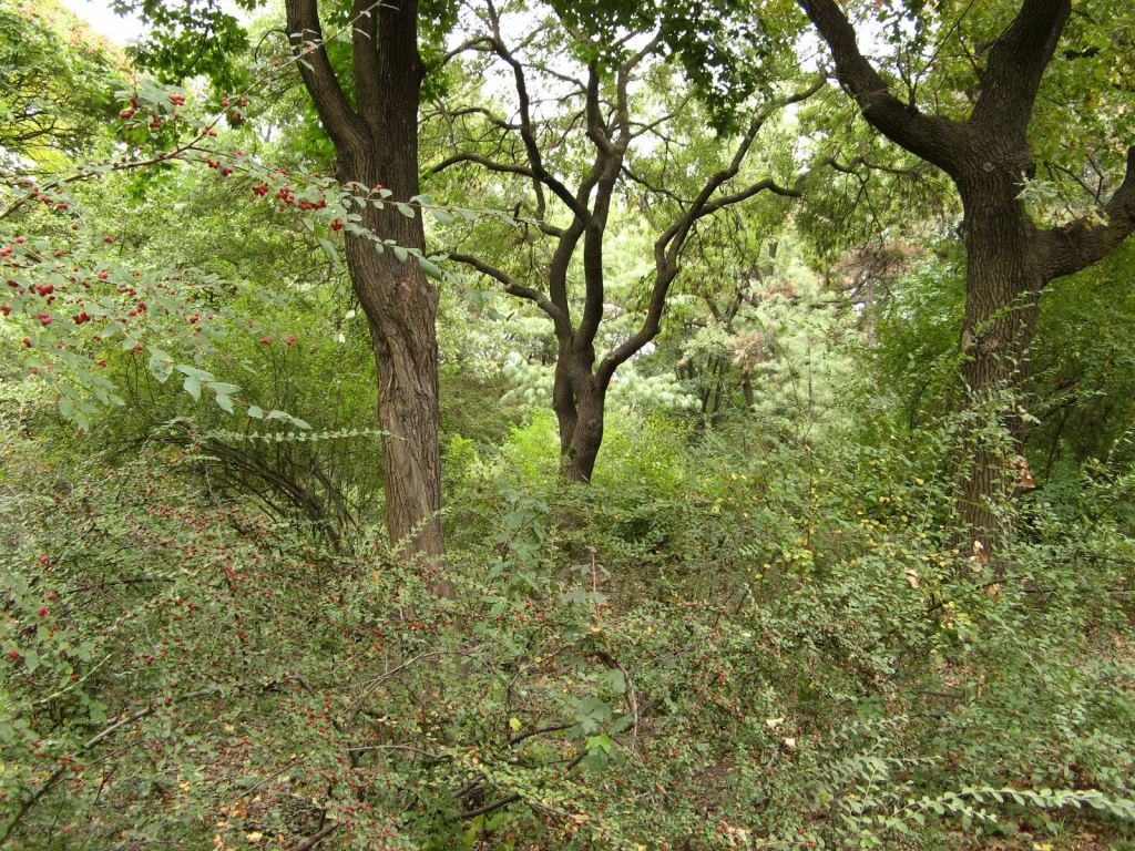 Фото 19 - Одесский Ботанический сад осенью