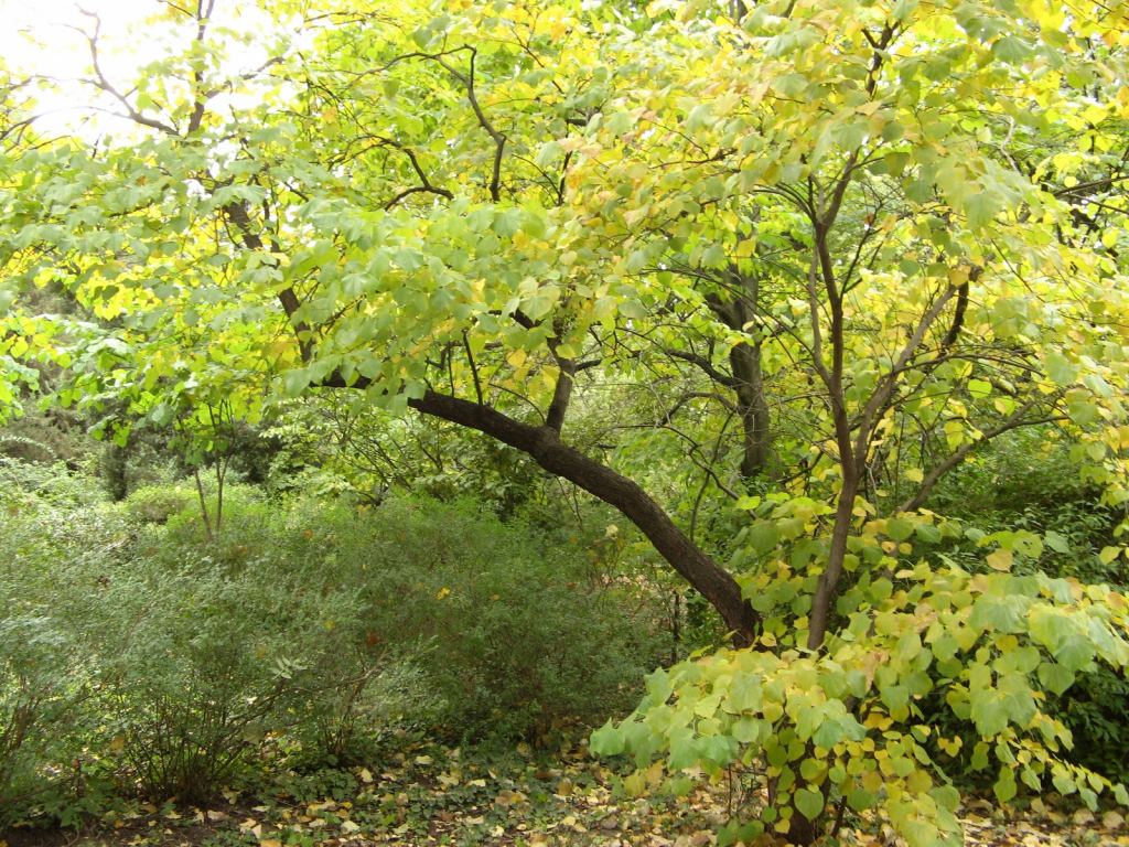 Фото 20 - Одесский Ботанический сад осенью