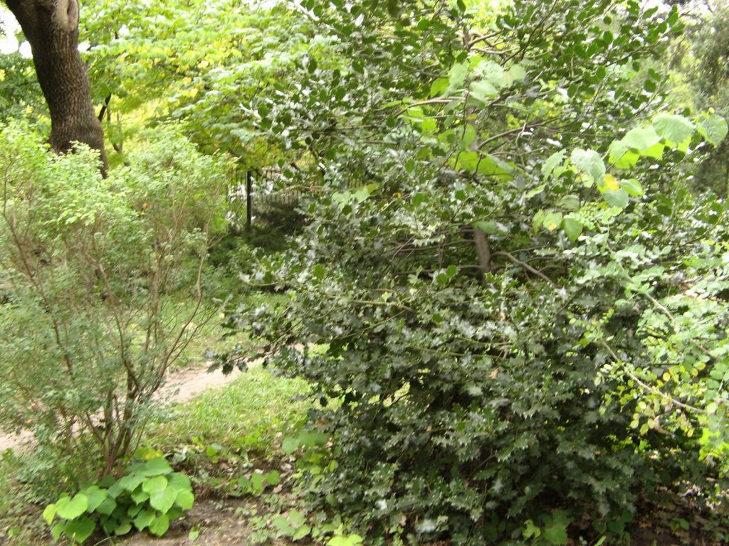 Фото 21 - Одесский Ботанический сад осенью