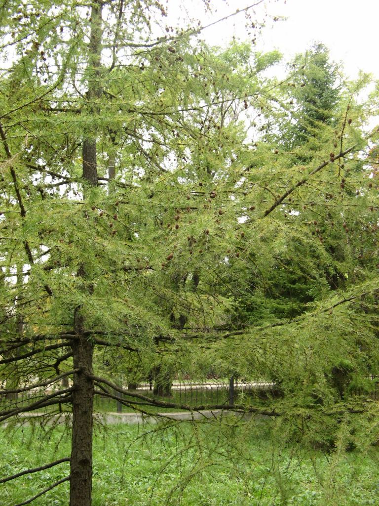 Фото 25 - Одесский Ботанический сад осенью