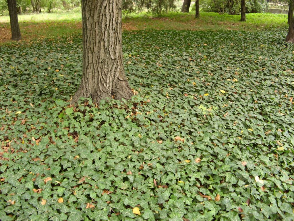 Хотя плющ и потребляет дополнительную влагу, смотрится очень красиво - Одесский Ботанический сад осенью