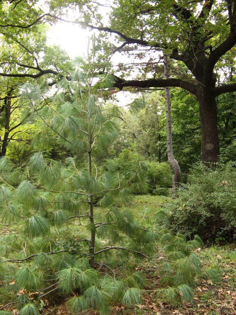 Еще одна интересная сосна - иголками вниз - Одесский Ботанический сад осенью