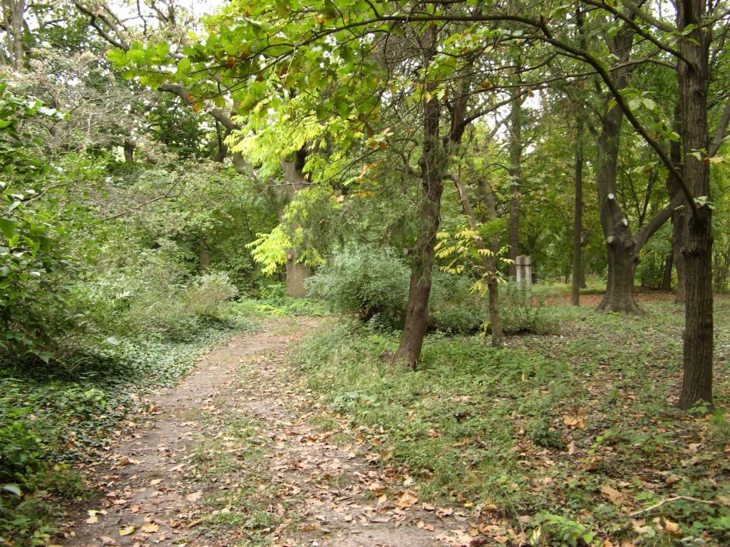 В саду можно гулять целый день - Одесский Ботанический сад осенью