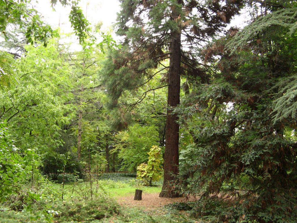 Гигантская лиственница. Удивительно, как ей удалось прижиться в жарком климате Одессы - Одесский Ботанический сад осенью