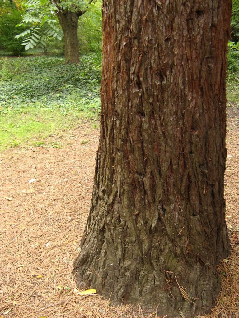 Ствол у лиственницы красный и очень мягкий на ощупь - Одесский Ботанический сад осенью