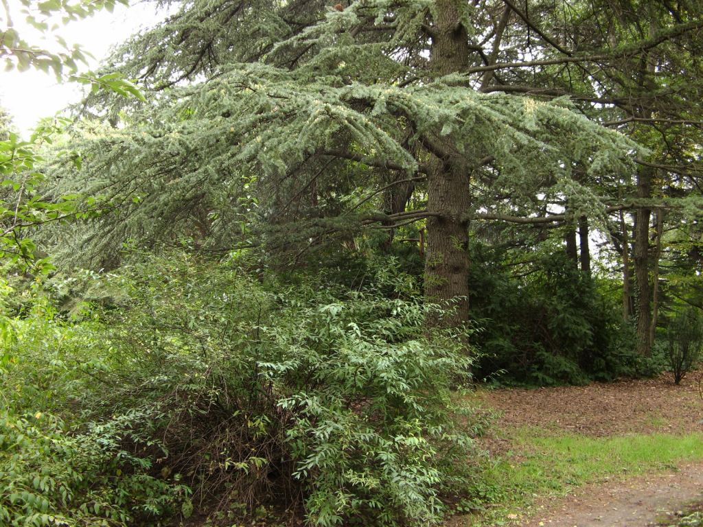 Большая ель - Одесский Ботанический сад осенью