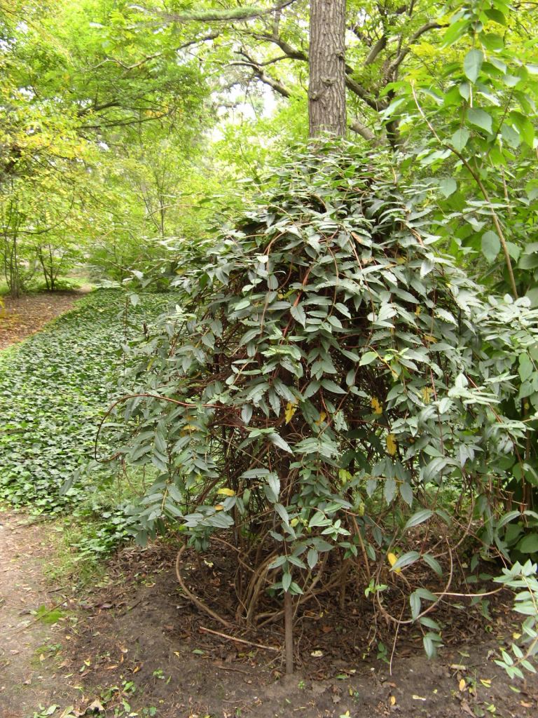 Вьющийся кустарник - Одесский Ботанический сад осенью