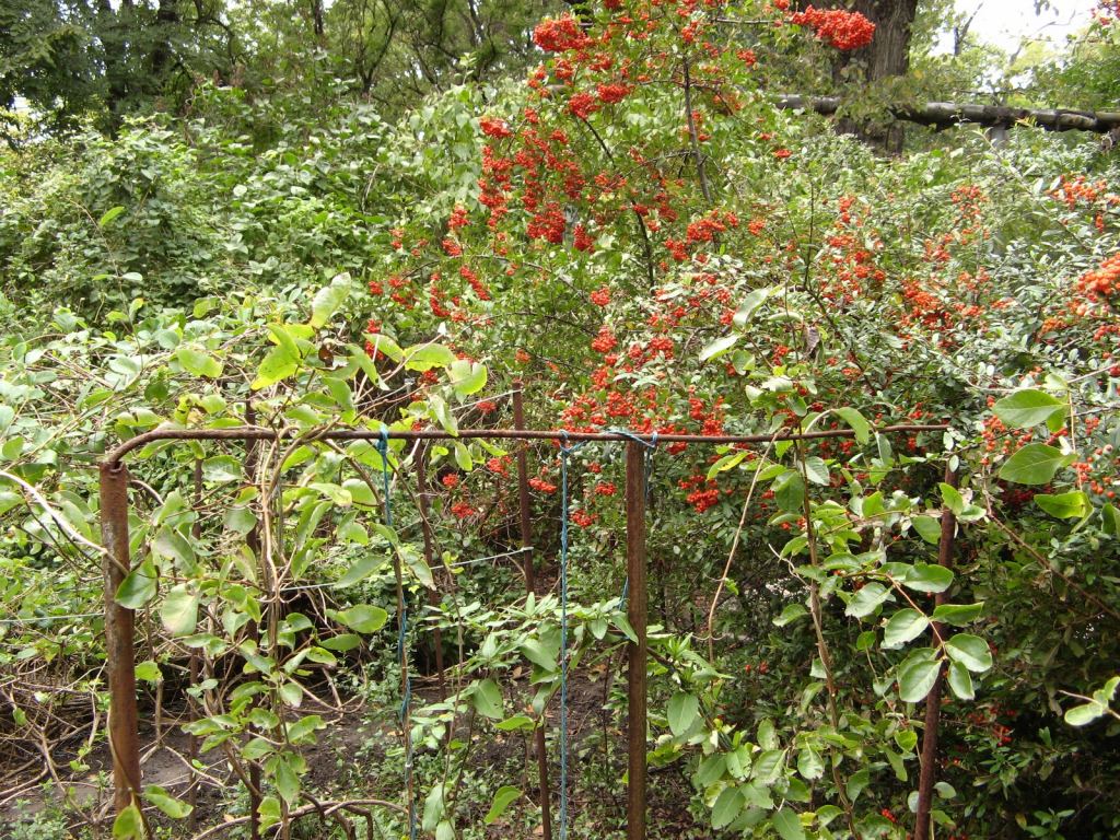 Красная рябина - символ осени - Одесский Ботанический сад осенью