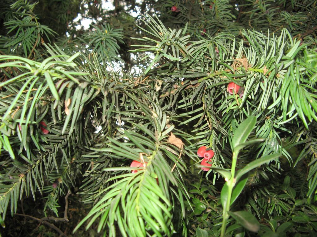 Еще одно хвойное с необычными плодами - Одесский Ботанический сад осенью