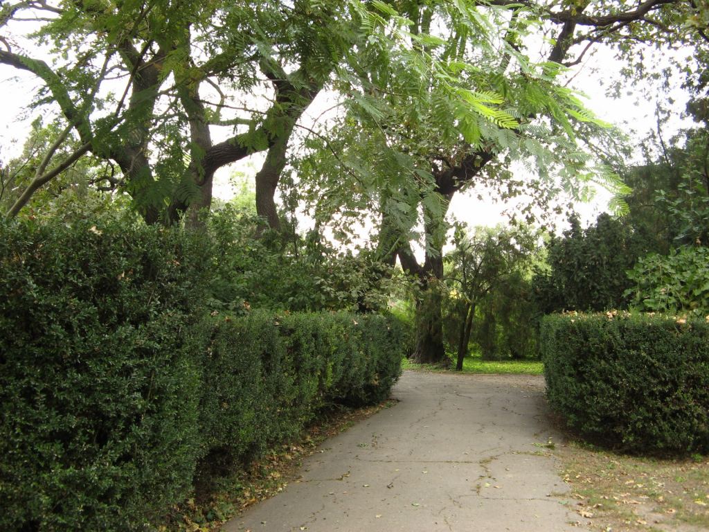 Кусты самшита - Одесский Ботанический сад осенью