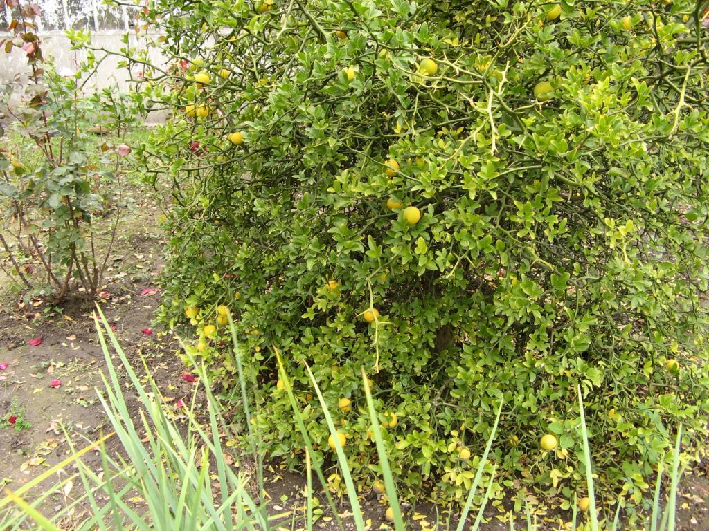 Фото 44 - Одесский Ботанический сад осенью