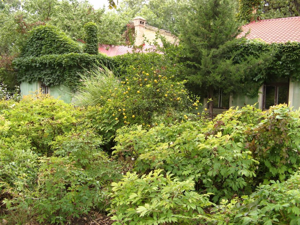 Фото 48 - Одесский Ботанический сад осенью