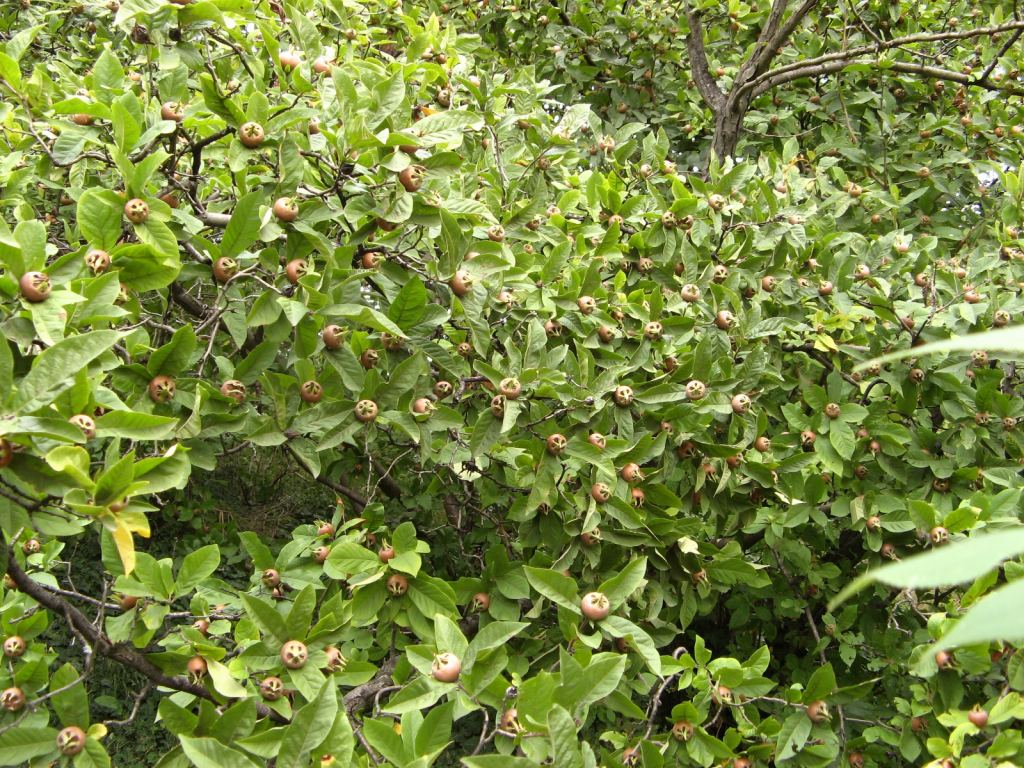 Фото 49 - Одесский Ботанический сад осенью