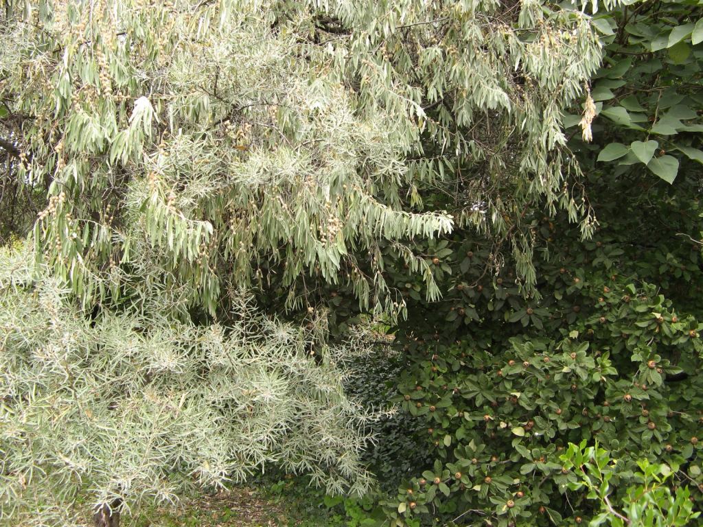 Фото 50 - Одесский Ботанический сад осенью