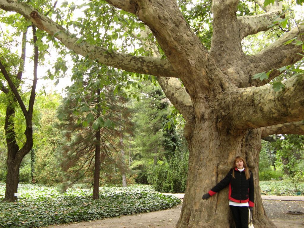 Огромный платан возле оранжереи с пальмами - Одесский Ботанический сад осенью