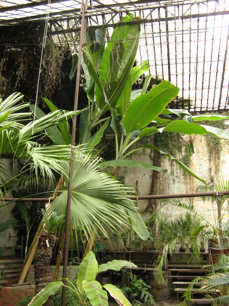 Внутри оранжереи огромные пальмы - Одесский Ботанический сад осенью