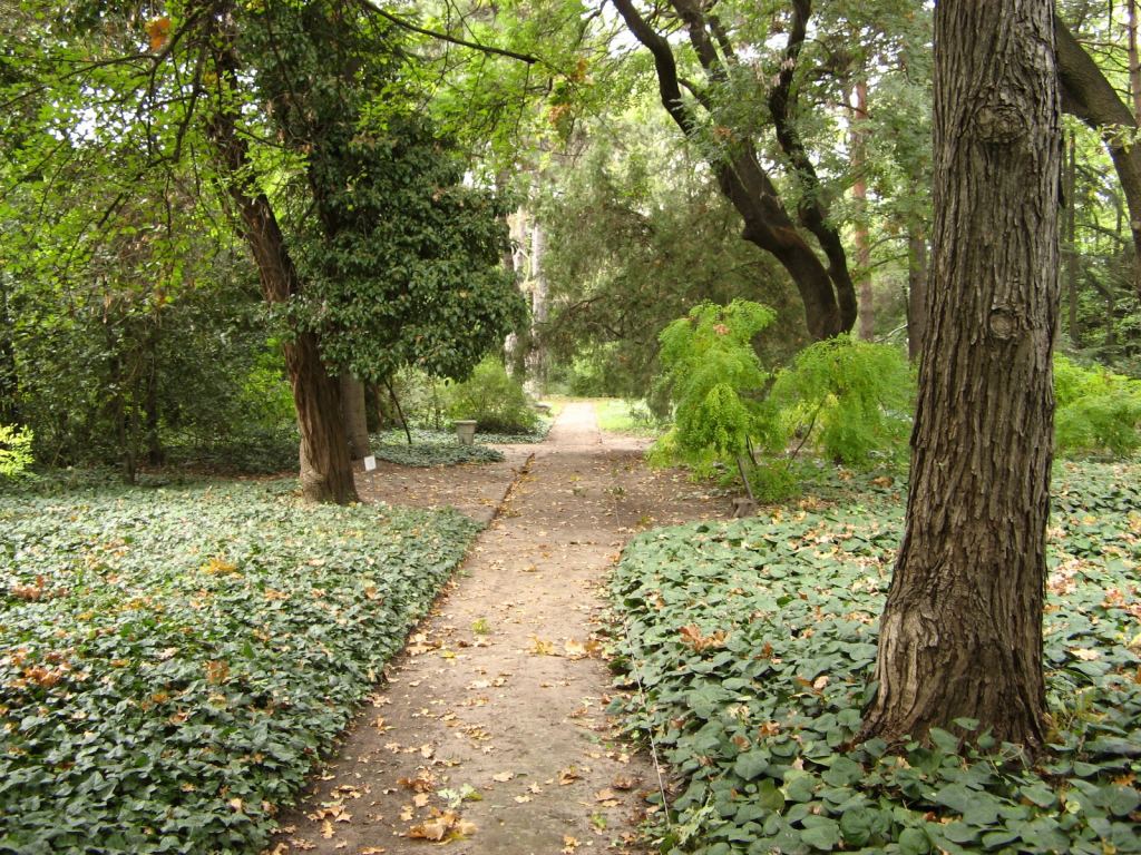 Плющ разносили по саду птицы, так он и разросся - Одесский Ботанический сад осенью