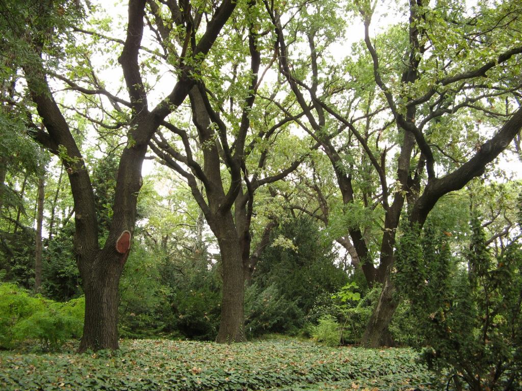 Уход за плющом не сложный - подрезать нужно только обочины дорожек и поливать в жару - Одесский Ботанический сад осенью