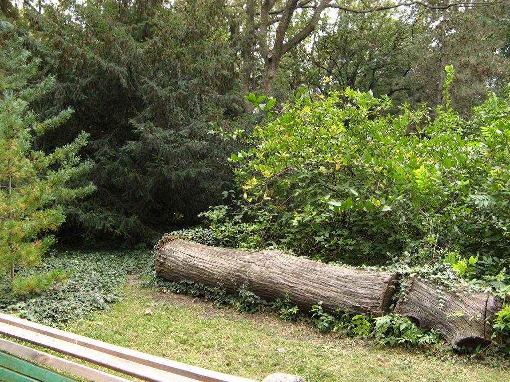 Бревно, укутанное плющом - Одесский Ботанический сад осенью