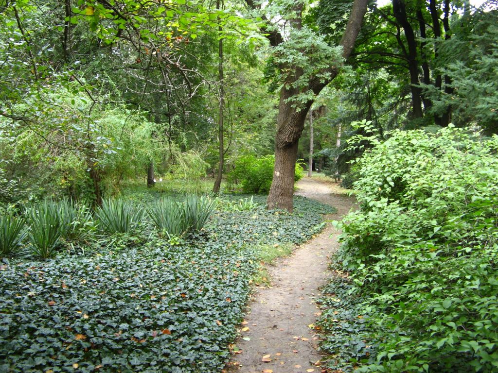 Главное не давать плющу виться на дерево - Одесский Ботанический сад осенью