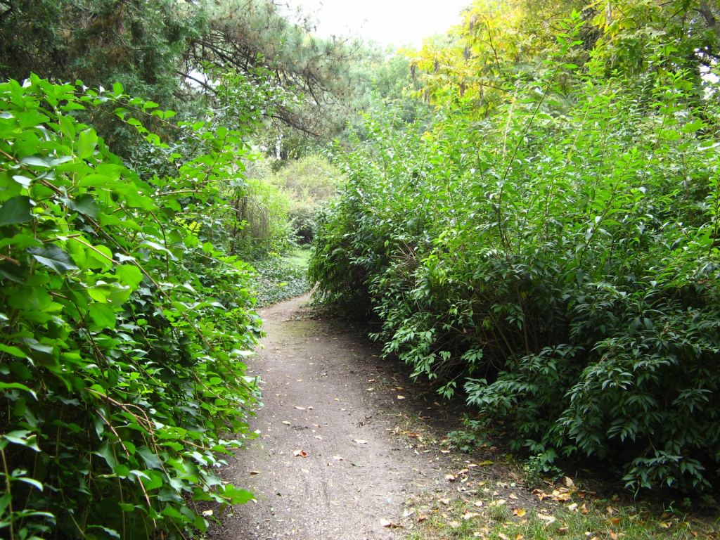 Кустики - Одесский Ботанический сад осенью