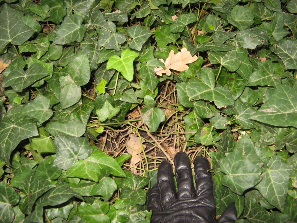 5-ти сантиметровая паутина из плюща - Одесский Ботанический сад осенью