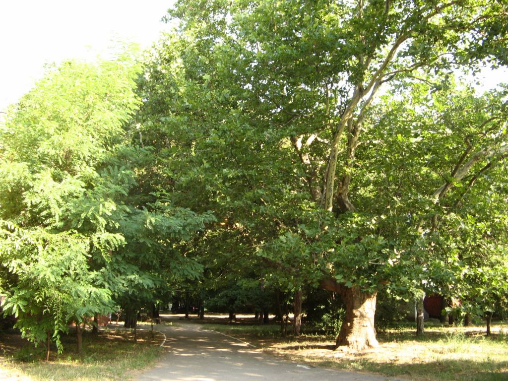 Вековой платан в санатории Горького - Парки в санаториях Одессы