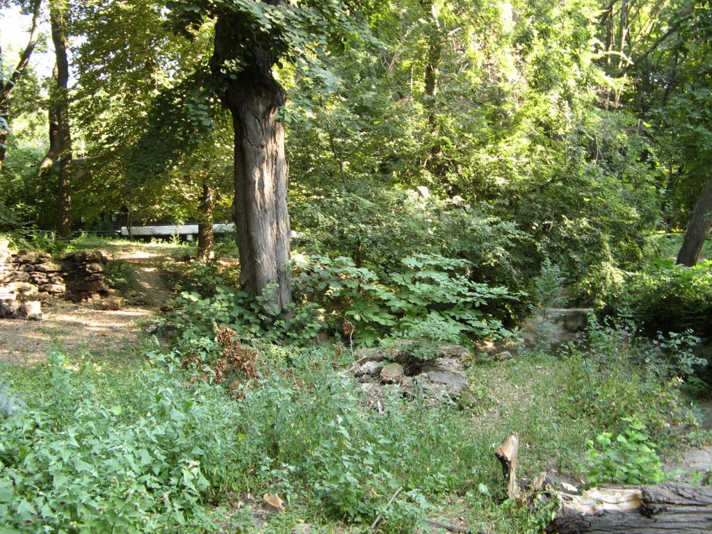 Старый парк в санатории Горького - Парки в санаториях Одессы