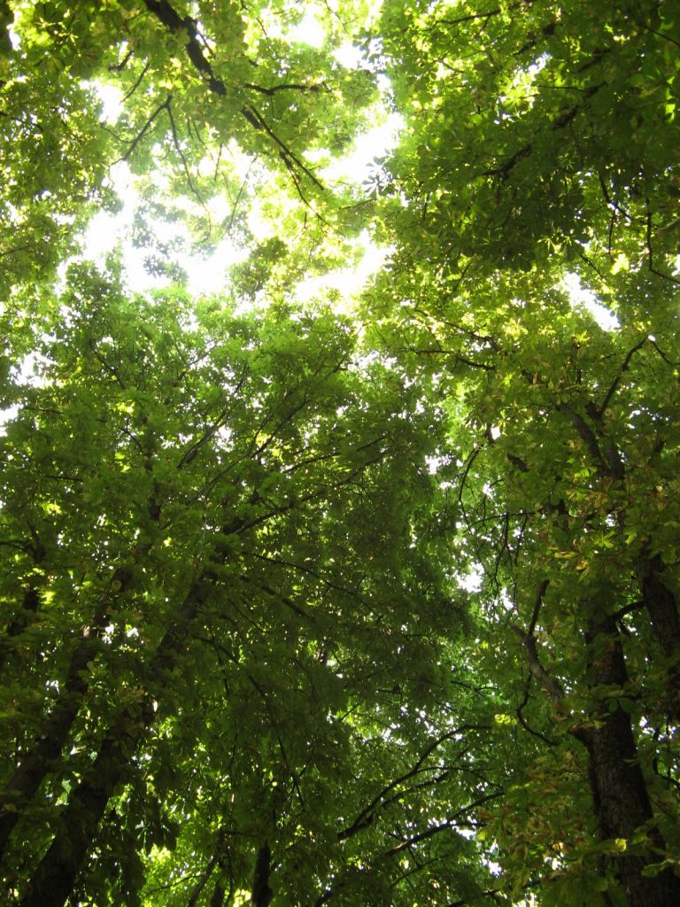 Фото 9 - Парки в санаториях Одессы