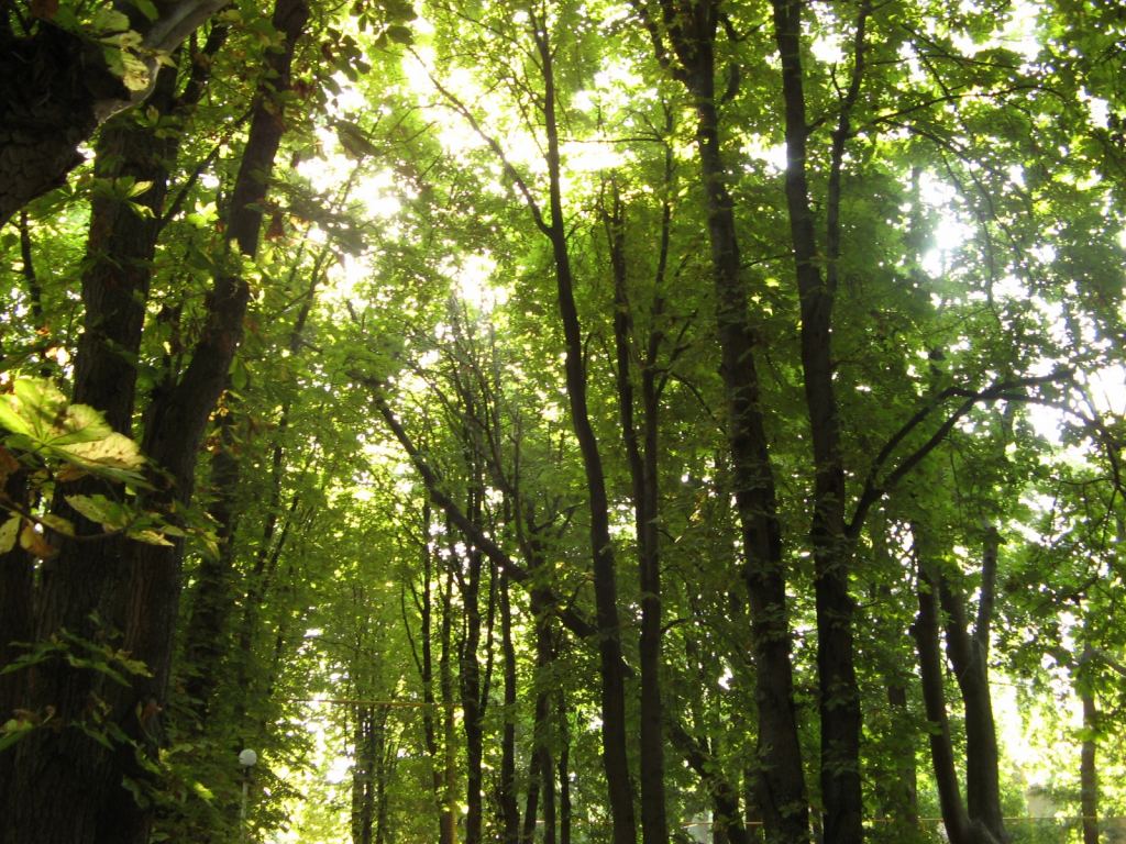 Кроны деревьев смыкаются наверху. Здесь не жарко даже летом.  - Парки в санаториях Одессы