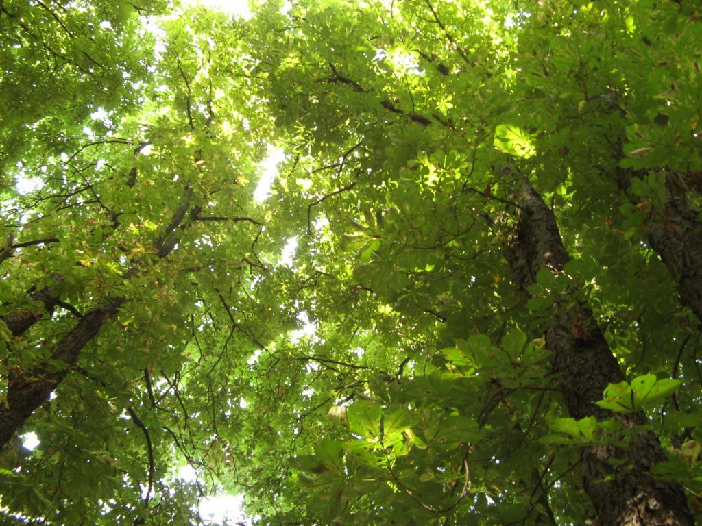 Зонтик из листвы. Это в санатории Горького - Парки в санаториях Одессы