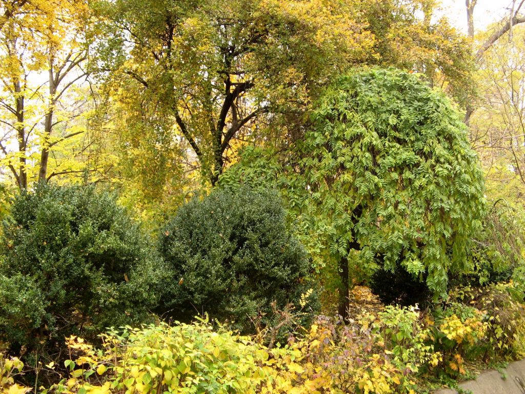 Растительность в санатории Молдова весьма разнообразна - Парки в санаториях Одессы