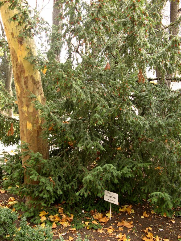 Санаторий "Одесса". Здесь почти у всех деревьев таблички как в ботсаду - Парки в санаториях Одессы