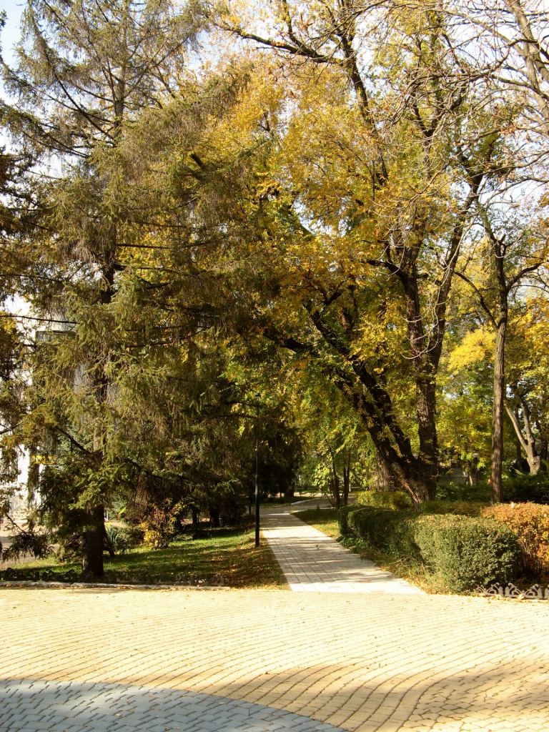 А также много хвойных и вечнозеленых растений - Парки в санаториях Одессы