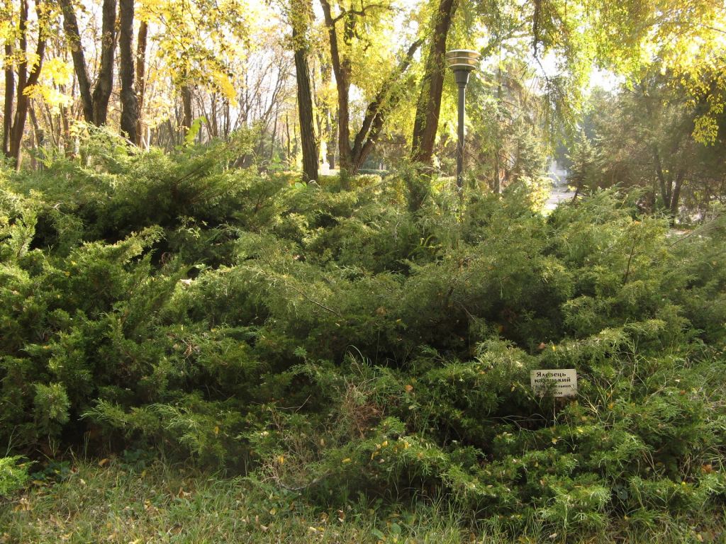 Фото 47 - Парки в санаториях Одессы