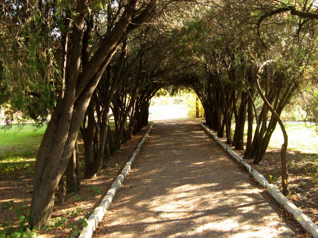 Арка из тисов, красота - Парки в санаториях Одессы