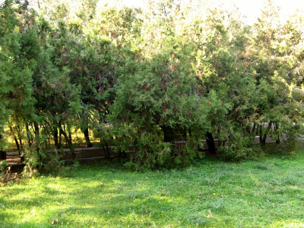 Фото 55 - Парки в санаториях Одессы