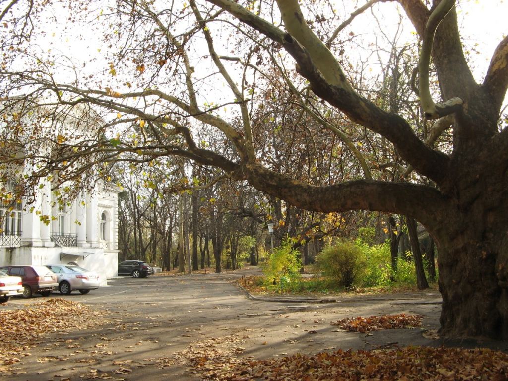 И здесь вековой платан - Парки в санаториях Одессы