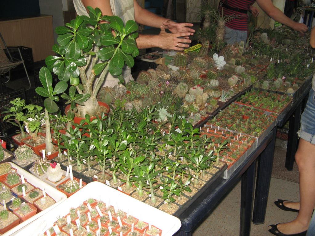 На выставке была представлена и выставка кактусов - Выставка-ярмарка "Золотые ручки 2010"