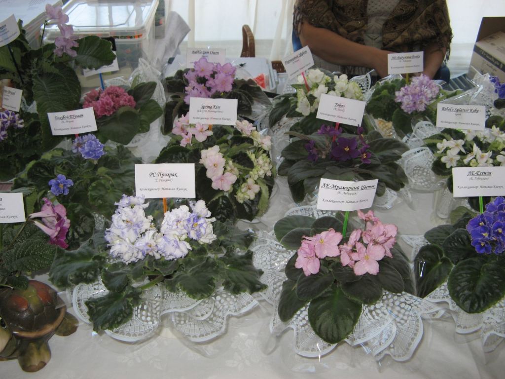 Была представлена и экспозиция фиалок множества видов - Выставка-ярмарка "Золотые ручки 2010"