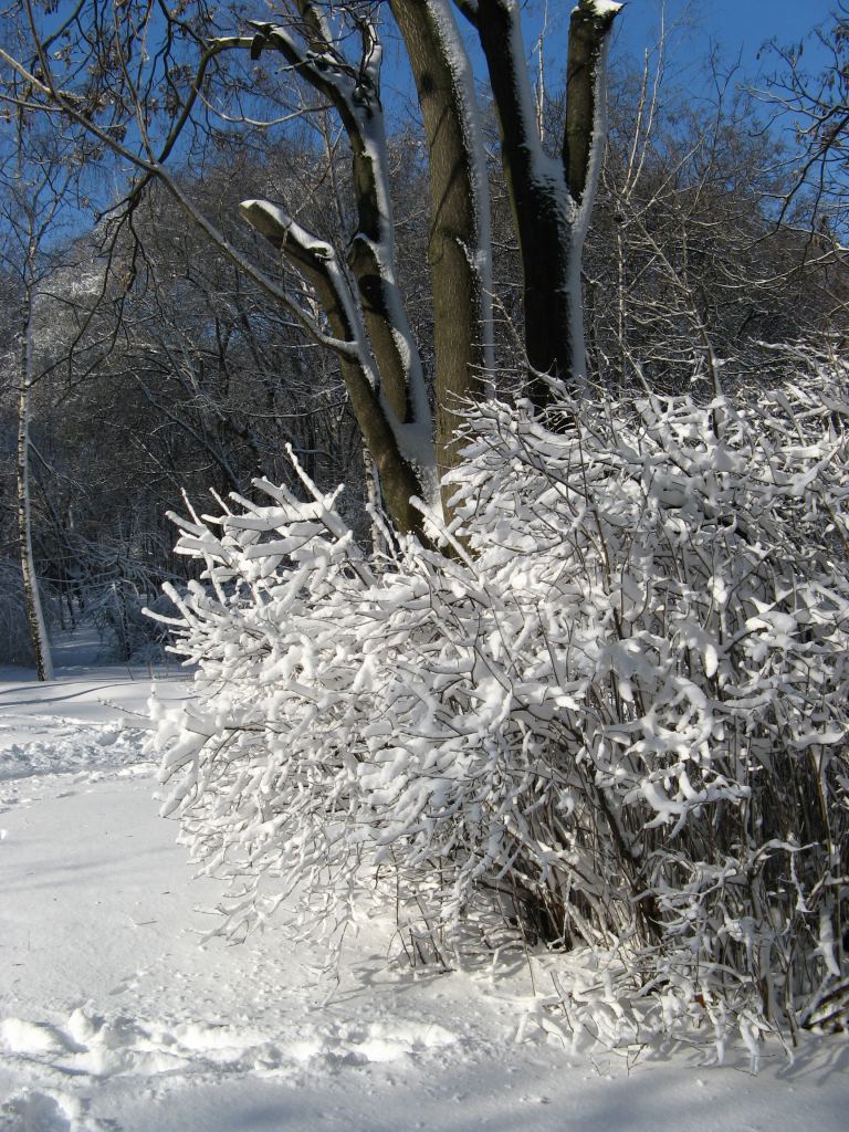 Фото 3 - Зимний парк им. Горького