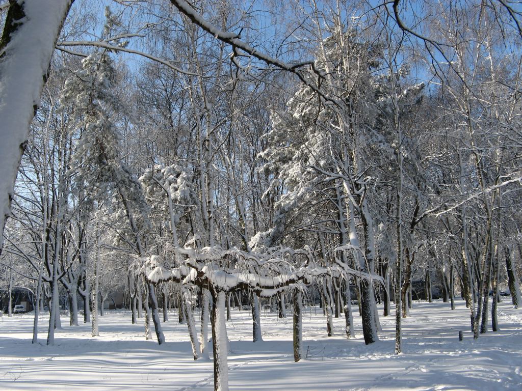 Фото 4 - Зимний парк им. Горького