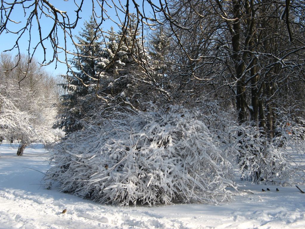 Фото 8 - Зимний парк им. Горького