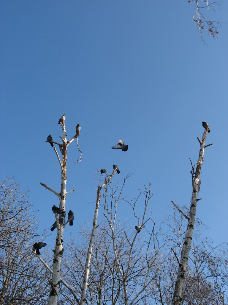 Фото 11 - Зимний парк им. Горького