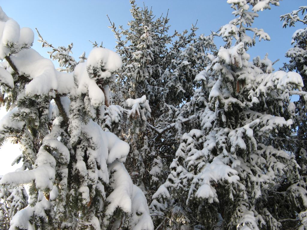 Фото 16 - Зимний парк им. Горького