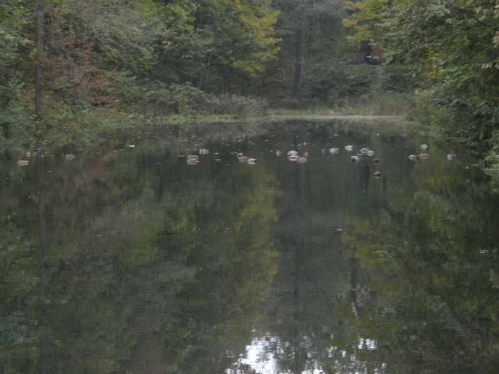 Фото 53 - Осенний парк "Александрия" (Белая Церковь)