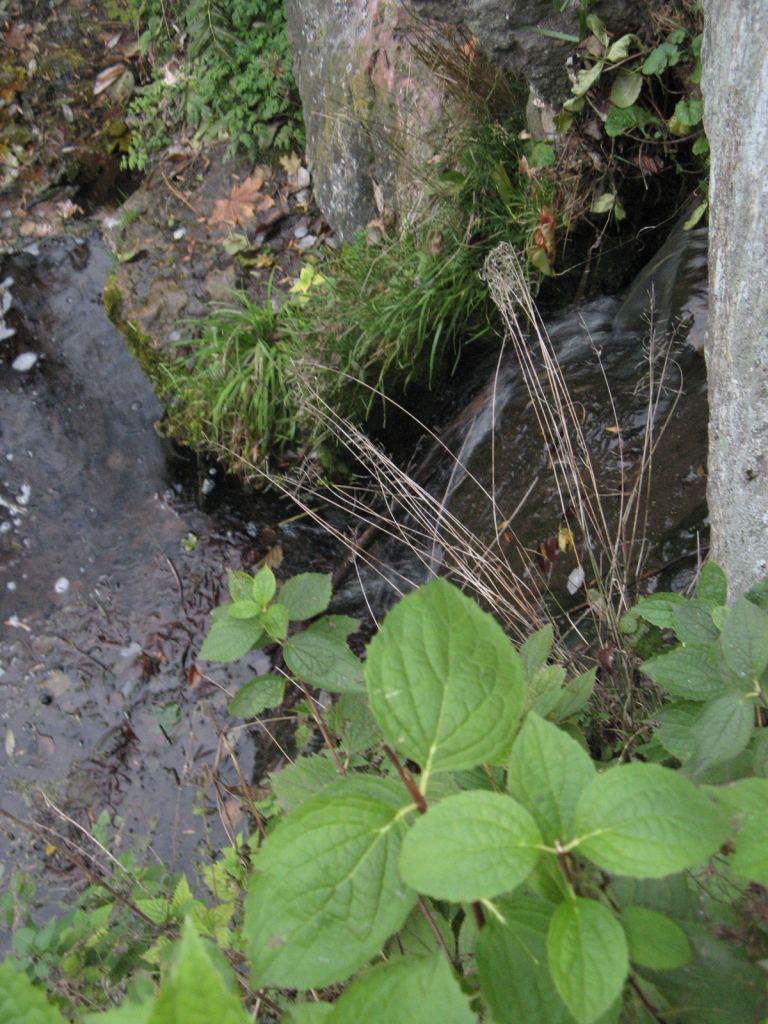 Фото 58 - Осенний парк "Александрия" (Белая Церковь)