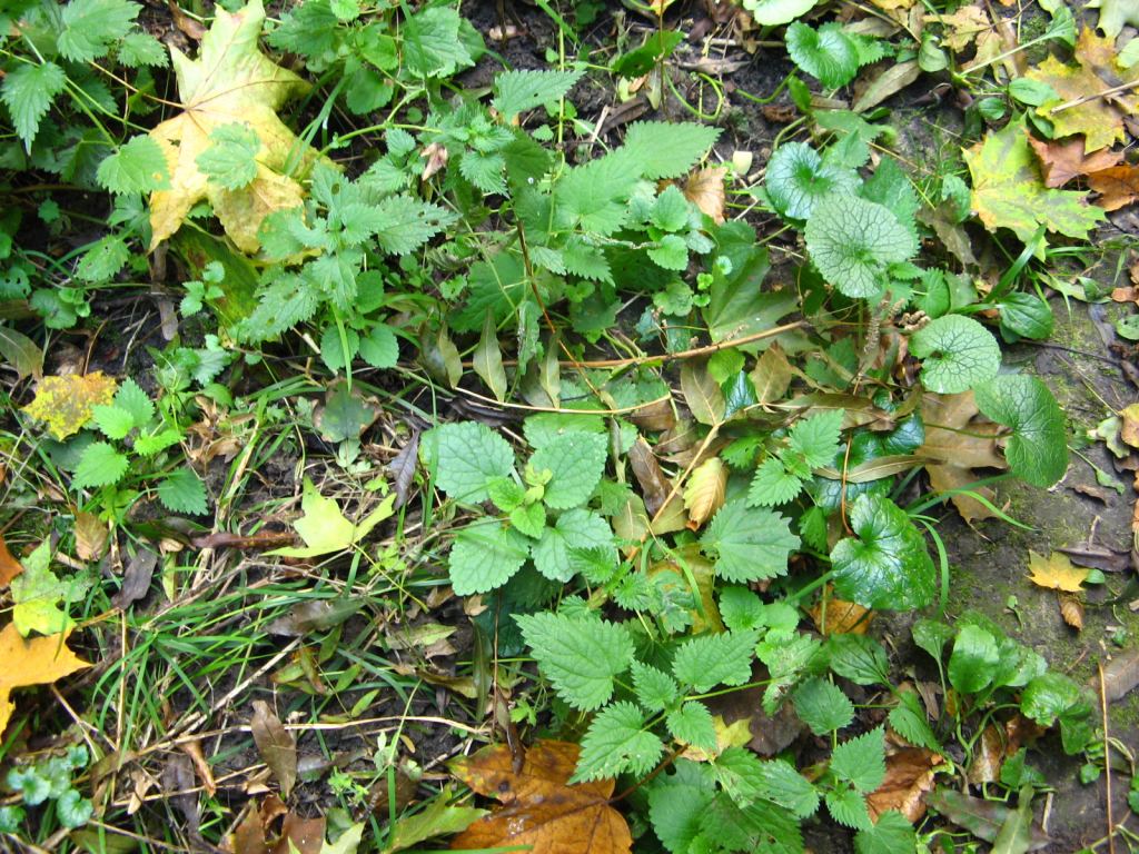 Фото 76 - Осенний парк "Александрия" (Белая Церковь)